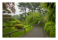 Garden in Fog